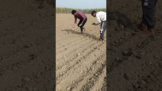 Wheat germplasm lines sowing 🌾 agriculture research shorts [upl. by Towbin]