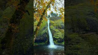 Beautiful Horsetail Falls in Oregon waterfalls pnw nature oregonwaterfalls [upl. by Maroj]