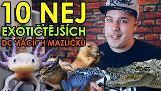 10 NEJEXOTIČTĚJŠÍCH DOMÁCÍCH MAZLÍČKŮ KTERÝ SI MŮŽETE POŘÍDIT [upl. by Vivyan]