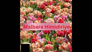 Copy of Copy of Malbara Himidiriye [upl. by Nerraj302]