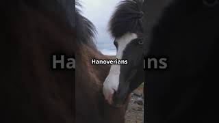 🐴 Unbelievable Hanoverian Facts That Will Blow Your Mind 🤯🏇 HanoverianSecrets HorseWonders [upl. by Nymassej124]