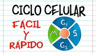 🌐 CICLO CELULAR 🔬 Fácil y Rápido  BIOLOGÍA [upl. by Korwun]