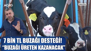 Buzağı Başına 7 Bin TL Destek Nasıl Alınır Buzağı Üreten Daha Çok Kazanacak  Verimli Çiftlikler [upl. by Elin]