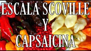 QUE ES LA CAPSAICINA  QUE ES LA ESCALA SCOVILLE [upl. by Aissej]