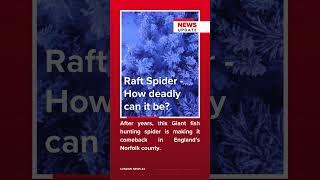 RaftSpider Returns to the UK  How dangerous can they be  News in 60 Seconds  London News 24 [upl. by Okechuku657]