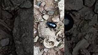 Le bousier ou géotrupe nature environnement insects scarab ardennes wallonie coleoptera [upl. by Inga326]