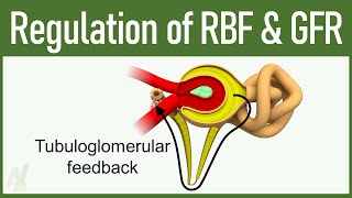 09 Regulation of GFR and RBF Glomerular Filtration Rate and Renal Blood Flow [upl. by Trescha498]