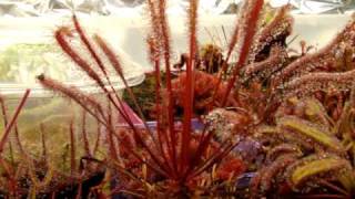 Drosera capensis Red  The Cape Sundew Carnivorous Plant [upl. by Libyc]