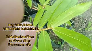 Bambusa Tulda Bamboo Plant Dhar Madhya Pradesh 7000414930 8462980916shorts ytvideo ytshorts [upl. by Ynatsed]