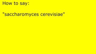 How to pronounce saccharomyces cerevisiae [upl. by Thilde]