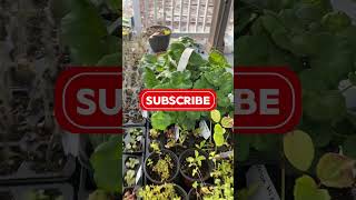 HardenOff Plants gardening zone6 NJ gardenstate tomatoes outdoors seedlings subscribe grow [upl. by German]