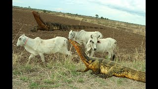 Wow Komodo Dragon wants to eat cows [upl. by Germaun]