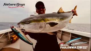 【NatureBoys】SURFISH PAULOWNIA220F HOLOGRAM VERSION 日本海ブリ YELLOWTAIL 【サーフィッシュポローニア220F】 [upl. by Norel]