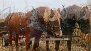 Minnesota State and National Corn Husking Contest [upl. by Lemar204]