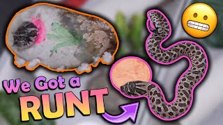 A Runt Hognose Snake Hatched [upl. by Yengac]