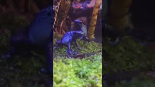 鈷藍箭毒蛙Dendrobates AzureusTaipei Zoo [upl. by Chrysa]