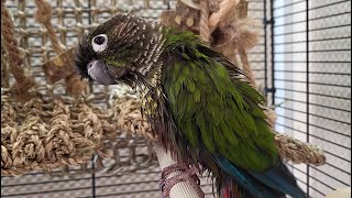 conure parakeet sounds for lonely birds to make them happy [upl. by Cl]