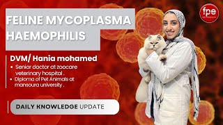 Mycoplasma haemophilis infection in cats Dr Hania Mohamed [upl. by Betsey166]