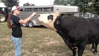 Black hereford herd bull Walters Cattle Farm s [upl. by Alded]