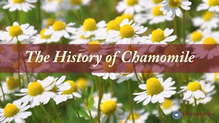 History of Chamomile as Tea [upl. by Teerprah529]