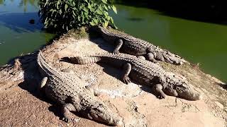 Parc Zoologique de Croc Farm a coter de l’aéroport international Ivato de Madagascar [upl. by Biancha]