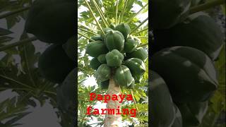 Papaya farming  papita ki kheti horticulture farming shortvideo [upl. by Teik]