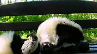 Müde Varis Sleepy blackandwhite ruffed lemurs Very sweet [upl. by Curran59]