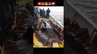 🐡Monster fisherman dangerous whale fishing nature 💥 [upl. by Anyad]