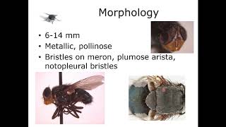 9 1 Calliphoridae Morphology [upl. by Quickman]