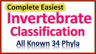 Invertebrate Classification  Easiest To Understand  All 34 Phyla in All Clades [upl. by Hannis]