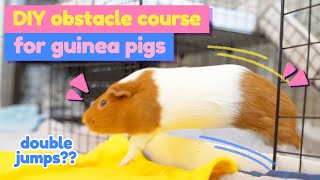 Guinea Pigs Challenge an Obstacle Course  GuineaDad [upl. by Yreneh862]