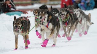 Iditarod 2018 begins with a celebration in Anchorage [upl. by Aivila]