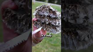 What Happens Inside a Wasp Nest When the Temperature Drops larvae winter wasp wasps waspnest [upl. by Wilsey]