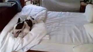 english bull terrier jumping on bed [upl. by Ymac306]