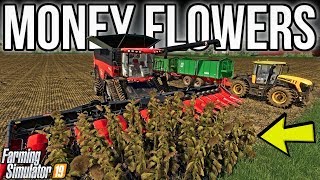 Making BANK Harvesting amp Selling Sunflowers  New Woodshire  Farming Simulator 19 [upl. by Henley]