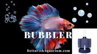 Do Betta Fish Need a Bubbler [upl. by Aititel]