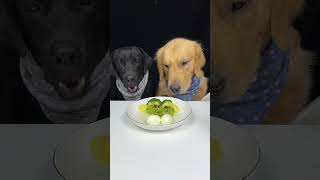 We Had A Great Meal Today Golden and Labrador The Daily Life Of Two Cute Dogs [upl. by Carmelia]