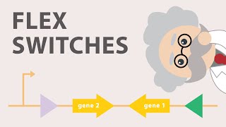 Conditional gene expression using the Cre Lox FLEx vector switch [upl. by Rebma]