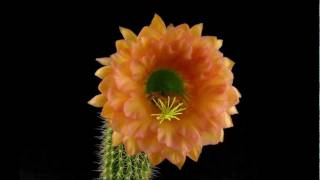 Trichocereus Hybrid Bol x Akersia x First Light Cactus Timelapse [upl. by Atiroc]