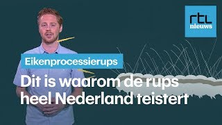 Explosieve stijging eikenprocessierups dit is waarom  RTL NIEUWS [upl. by Phelia]