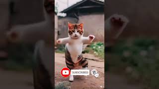 Cat Dance 🥰shorts cat shortsfeed trending viralshorts cute [upl. by Nedyrb251]