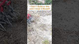 How to Grow Grass in Only a FEW Days garden lawncare lawn lawnmaintenance [upl. by Annert338]