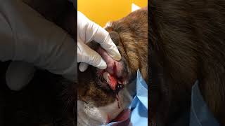 Otohematoma mi perro tiene la oreja inflamada [upl. by Adyela]