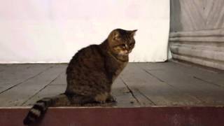 Gli the Hagia Sophia Cat  Part 1 [upl. by Goto765]