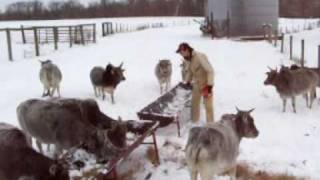 Miniature zebu cattle in the snow [upl. by Nojed]