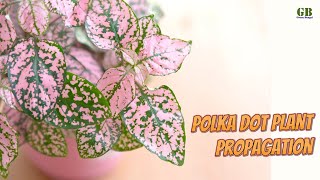 Hypoestes Phyllostachya or Polka Dot Plant Propagation From Cuttings [upl. by Horn802]