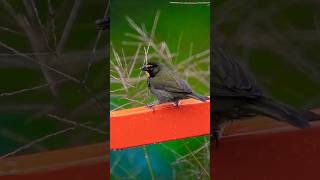 ❤️ Yellow faced grassquit ❤️ [upl. by Ayanad882]