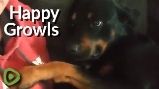 Sweetest doggy ever proves not all growls are mean [upl. by Mendie867]