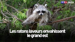 Les ratons laveurs envahissent le grand est [upl. by Daren]