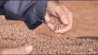 Lentils in Western Australia  Harvesting and Agronomy [upl. by Enilrac23]